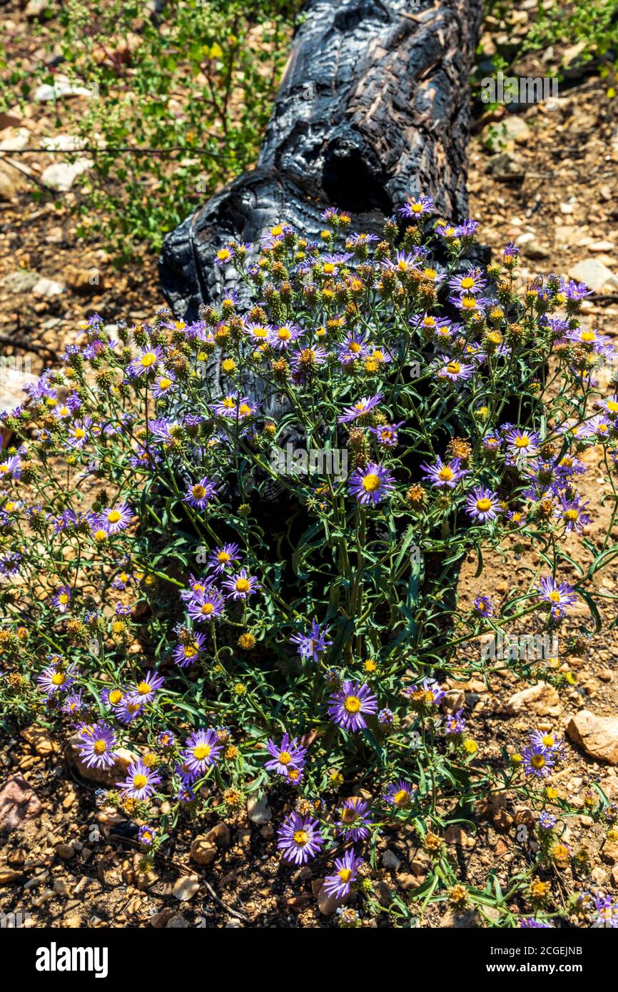 Machaeranthera bigelovii; Machaeranthera pattersonii; Asteraceae; tournesol; fleurs sauvages poussant au site du feu de forêt de Decker; montagnes Rocheuses, Centr Banque D'Images