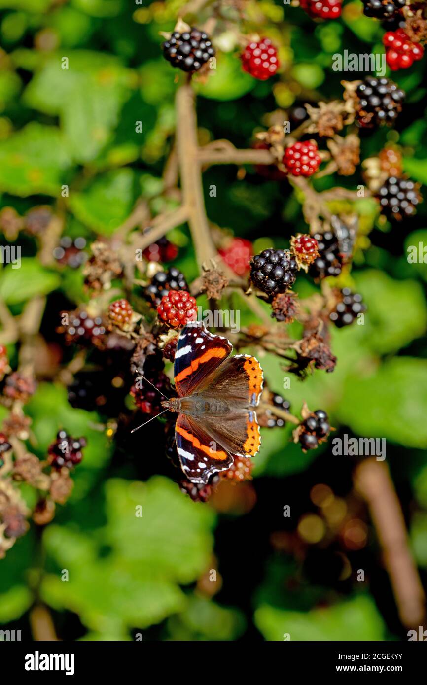 Papillon de l'amiral rouge (Vanessa atalanta). Se nourrissant de mûres de mûres (Rubus fruticosus), avec des ailes partiellement ouvertes. Banque D'Images