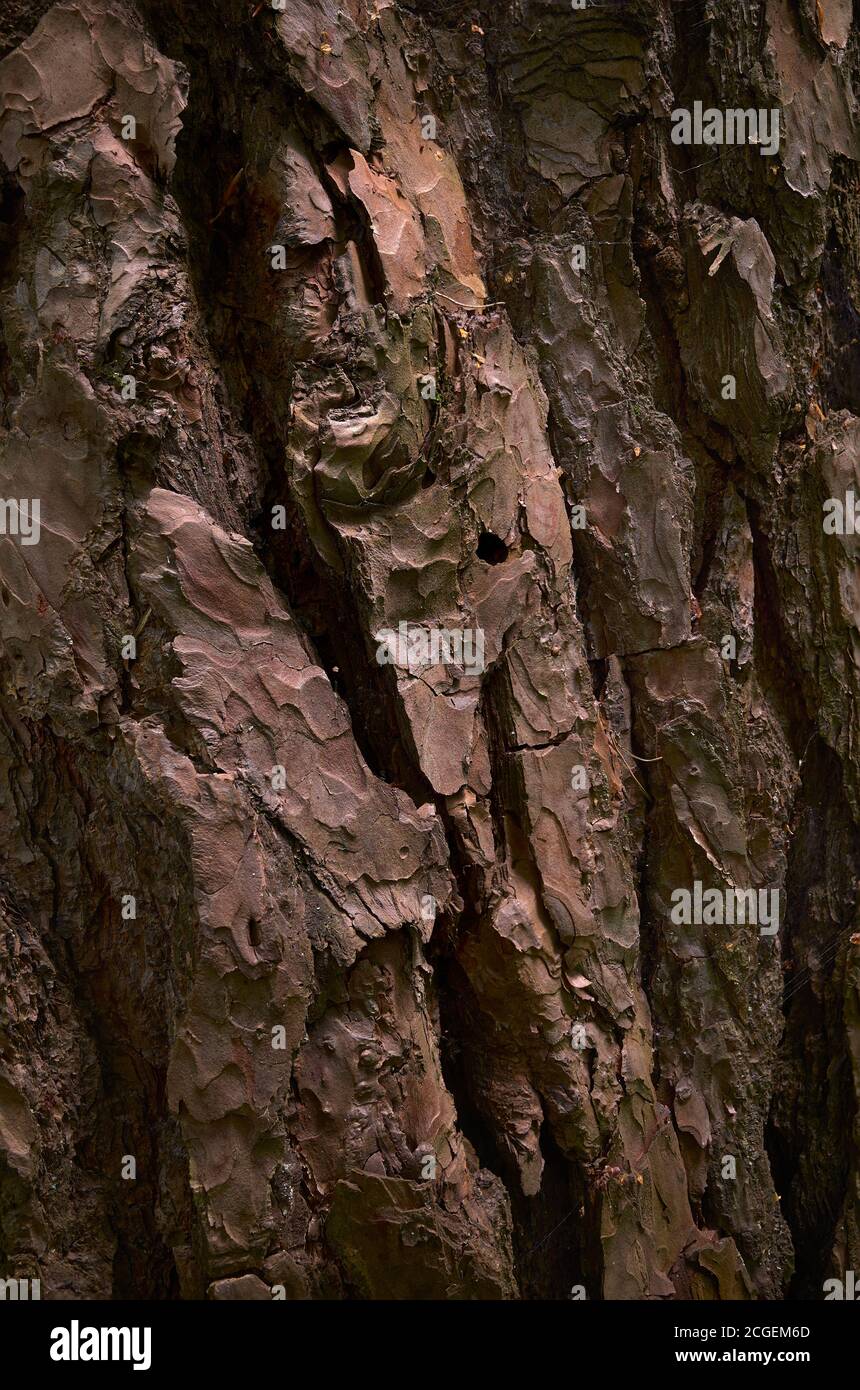 Écorce de pin fissurée. Peau de cooper rouge de l'ancien conifères vert. Image verticale en gros plan Banque D'Images