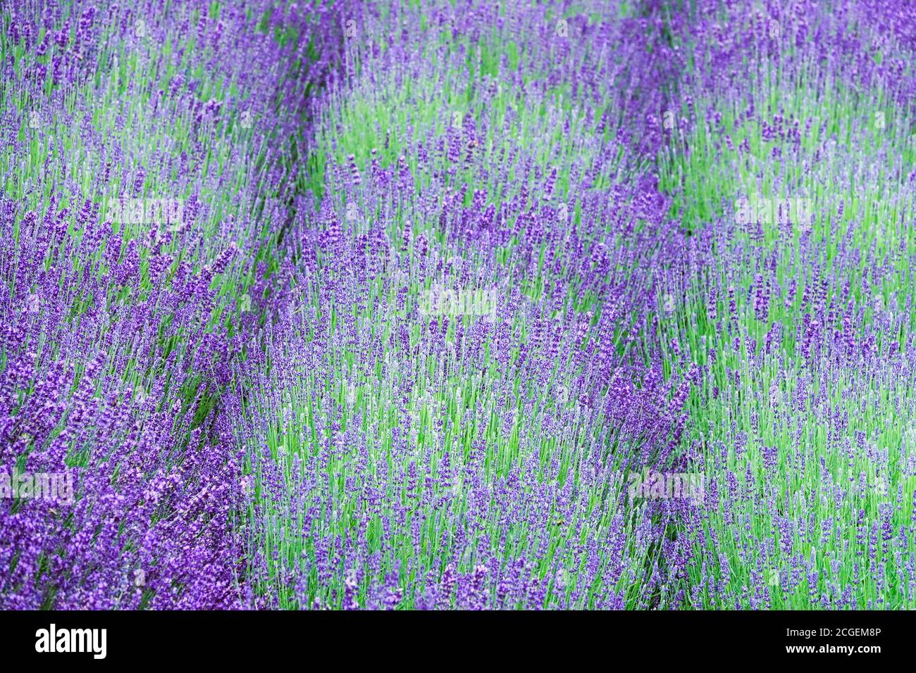 Résumé plantes pourpres dans une rangée, lavande fleurs champ lavande résumé Banque D'Images