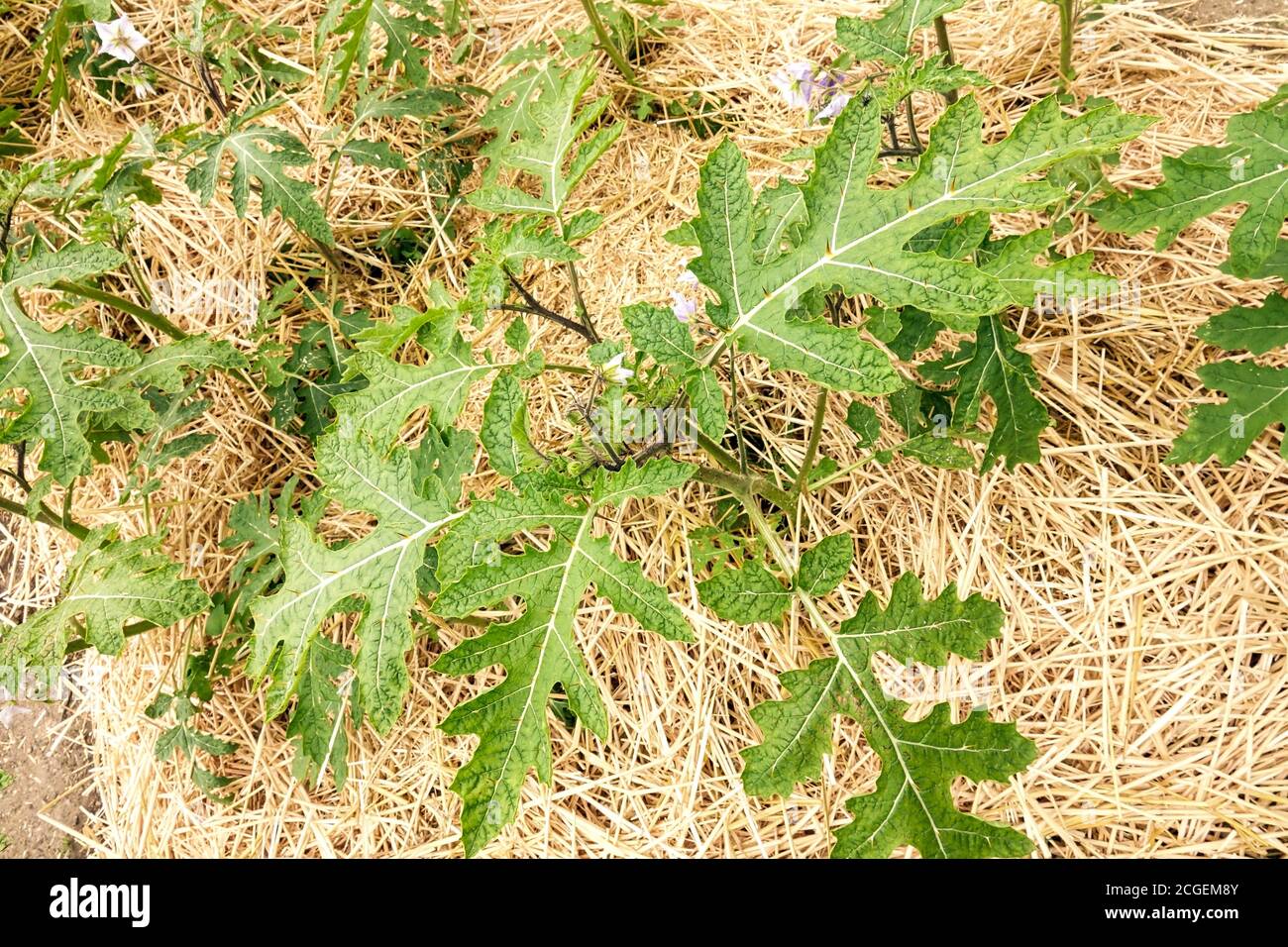 Paillis de paille, paillage autour des plantes dans le potager, jeune Litchi Tomato Solanum sisymbriifolium Banque D'Images