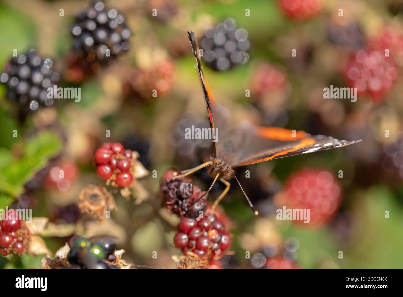 Papillon de l'amiral rouge (Vanessa atalanta). Face à l'avant, se nourrissant des mûres de mûre (Rubus fruticosus). Avec les ailes partiellement ouvertes, la languette o Banque D'Images