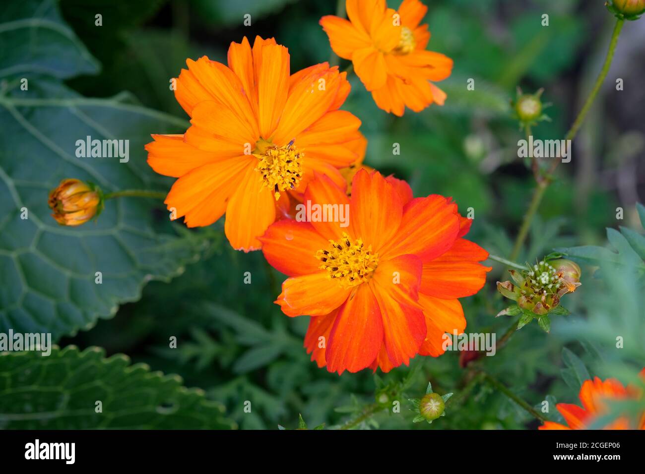 Fleur de cosmos orange (Cosmos sulfureus) avec fond flou. Deux grandes  fleurs orange dans la vue du jardin. Kosmeya bourgeons Photo Stock - Alamy