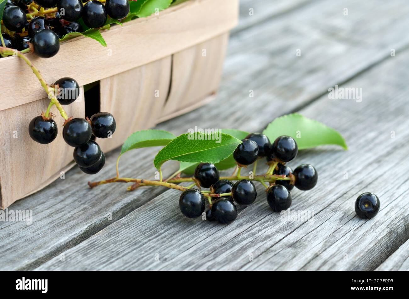 Prunus serotina. Baies de cerisier d'oiseau mûr noir sur une vieille table en bois de gros plan. Faible profondeur de champ, mise au point sélective Banque D'Images