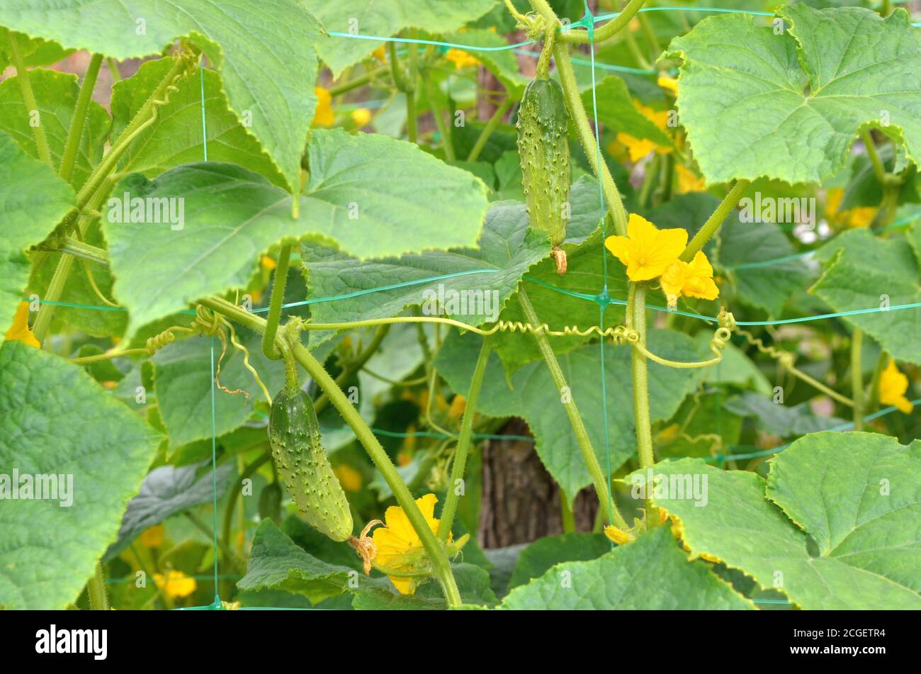 Concombres en croissance dans le lit de jardin. Floraison et fructification de légumes. Banque D'Images
