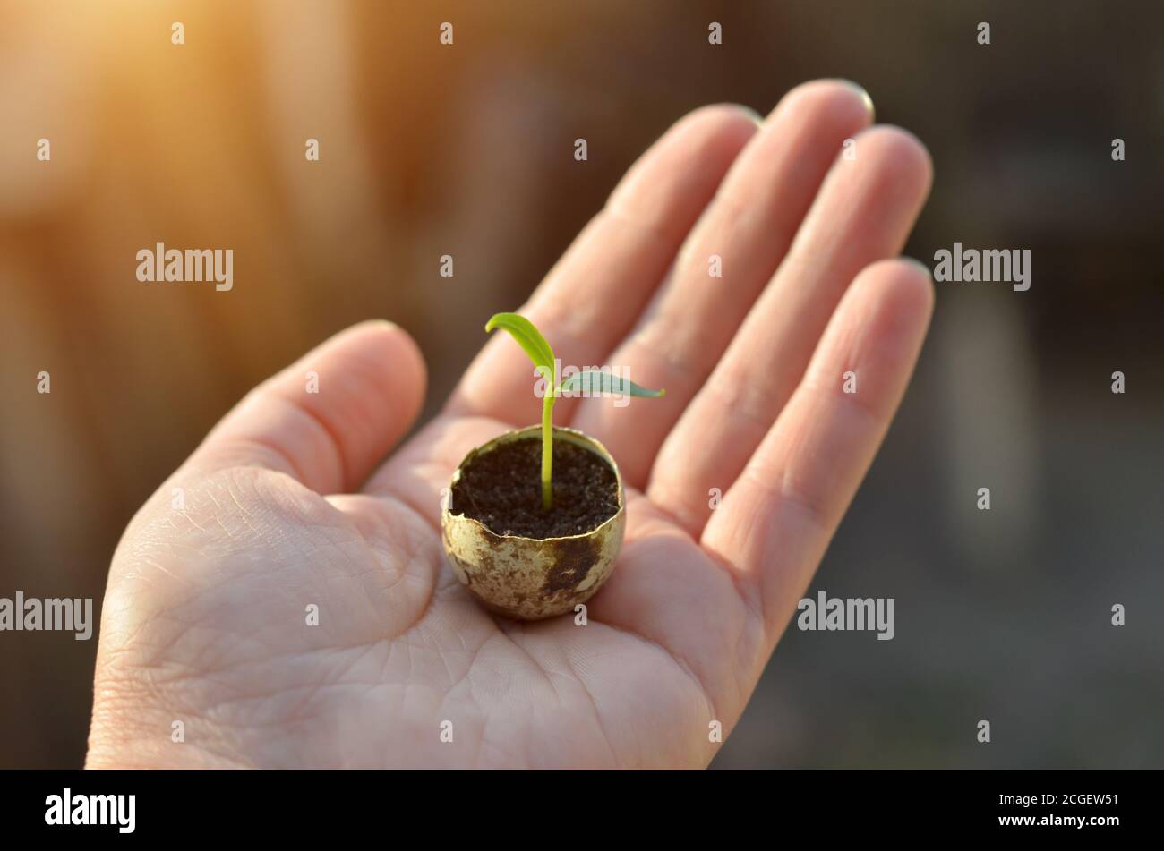 Une petite germe verte de poivre dans une coquille d'œuf sur la paume de votre main. Faible profondeur de champ, mise au point sélective. Banque D'Images