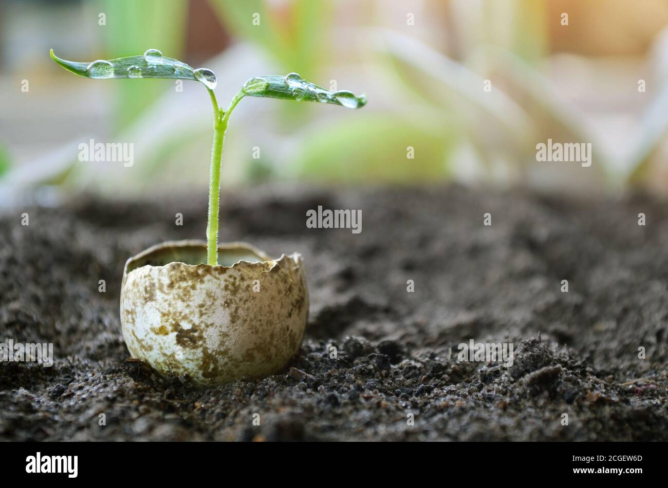 Jeune plantule de poivron vert avec des gouttes d'eau sur les feuilles dans une coquille d'oeuf sur un sol fertile de terre noire. Concept d'agriculture biologique Banque D'Images
