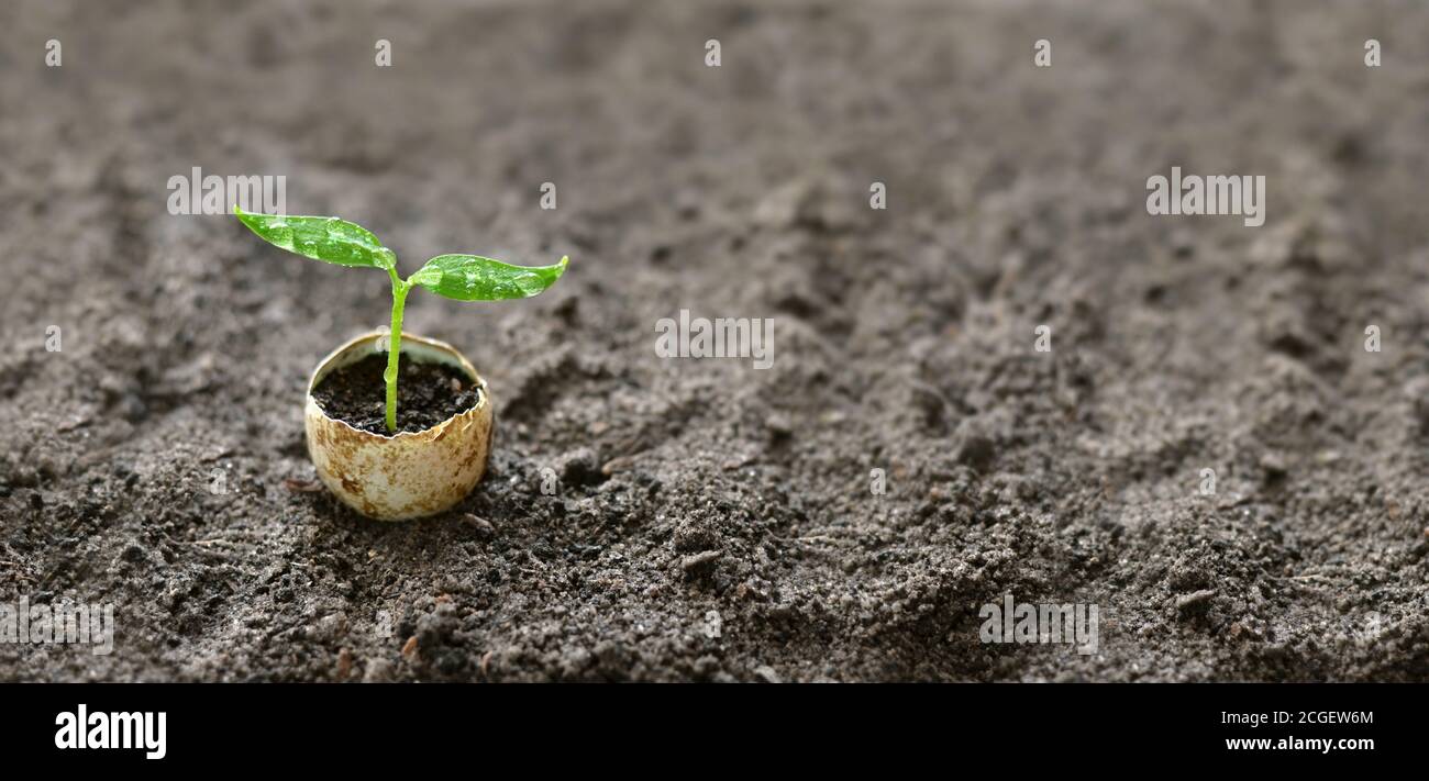 Un petit germe vert avec des gouttes d'eau sur les feuilles dans une coquille d'oeuf sur le fond du sol gros plan. Concept d'agriculture biologique Banque D'Images