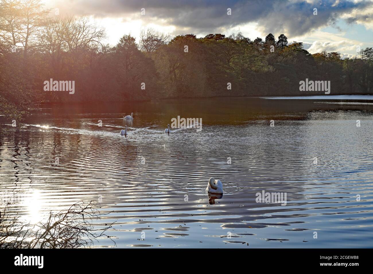 Groby Pool, Leicestershire Banque D'Images