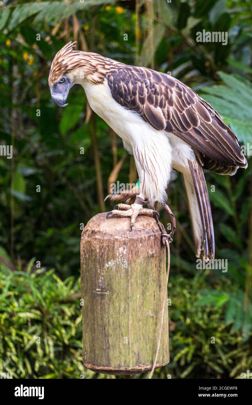 Un aigle philippin menacé en captivité à l'aigle philippin Centre de Davao City Banque D'Images