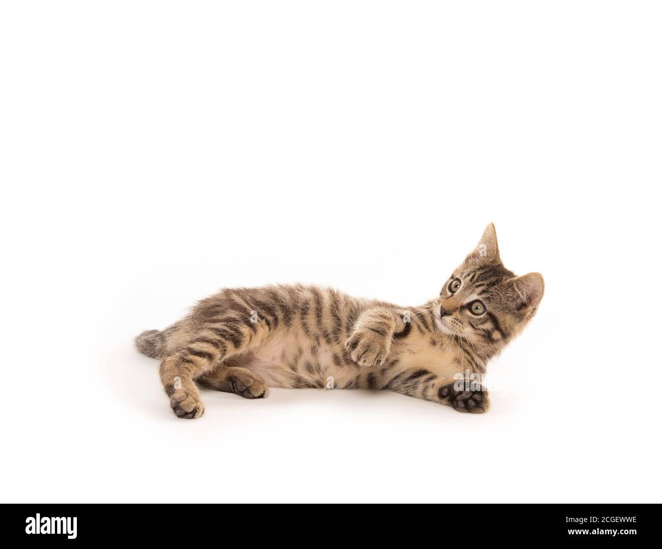 Mignon bébé tabby chaton jouant isolé sur fond blanc Banque D'Images