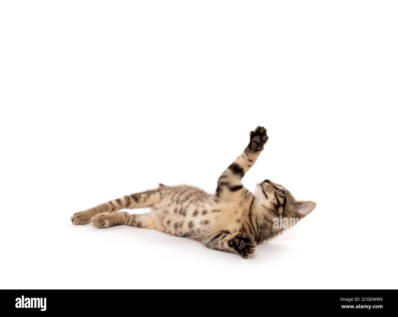 Mignon bébé tabby chaton jouant isolé sur fond blanc Banque D'Images