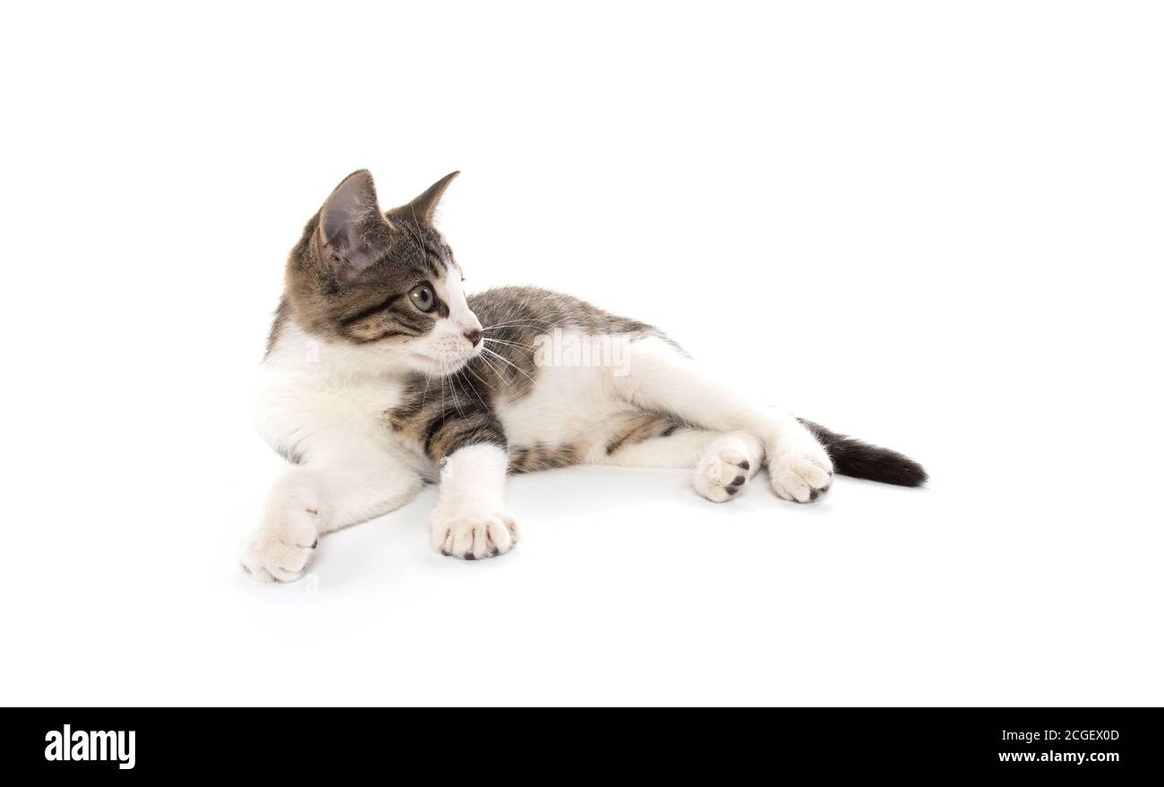 Mignon bébé tabby chaton en position d'installation et isolé sur blanc arrière-plan Banque D'Images
