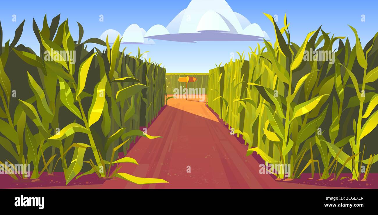Route sur champ de maïs avec fourche et panneau de direction en bois. Concept de choix et de prise de décision. Paysage de dessin animé vectoriel avec de grandes tiges de maïs et croisement avec des pointeurs Illustration de Vecteur