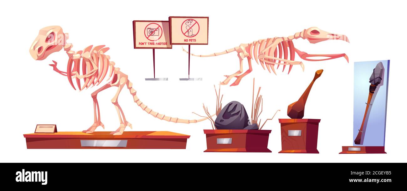 Fossiles de dinosaures dans le musée de l'histoire. Squelettes de Dino tyrannosaurus rex et ptérodactyle, objets anciens, arme de pierre, paw imprimé à l'exposition archéologique paléontologique. Ensemble d'icônes vectorielles de dessin animé Illustration de Vecteur