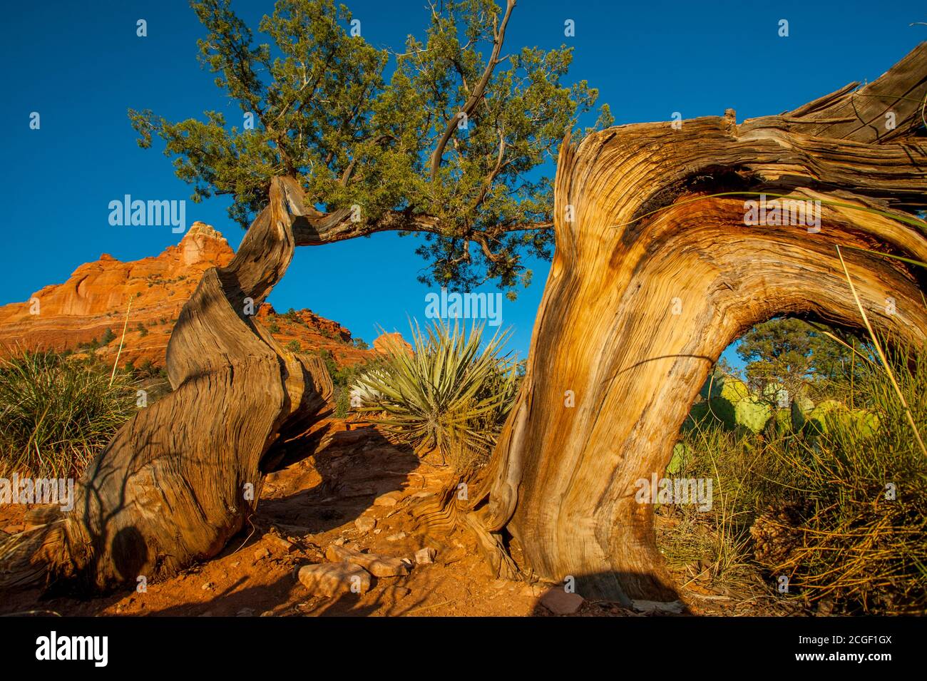 Un vieux genévrier dans la lumière du soir le long de la piste Devils Kitchen Trail près de Sedona, Arizona, États-Unis. Banque D'Images