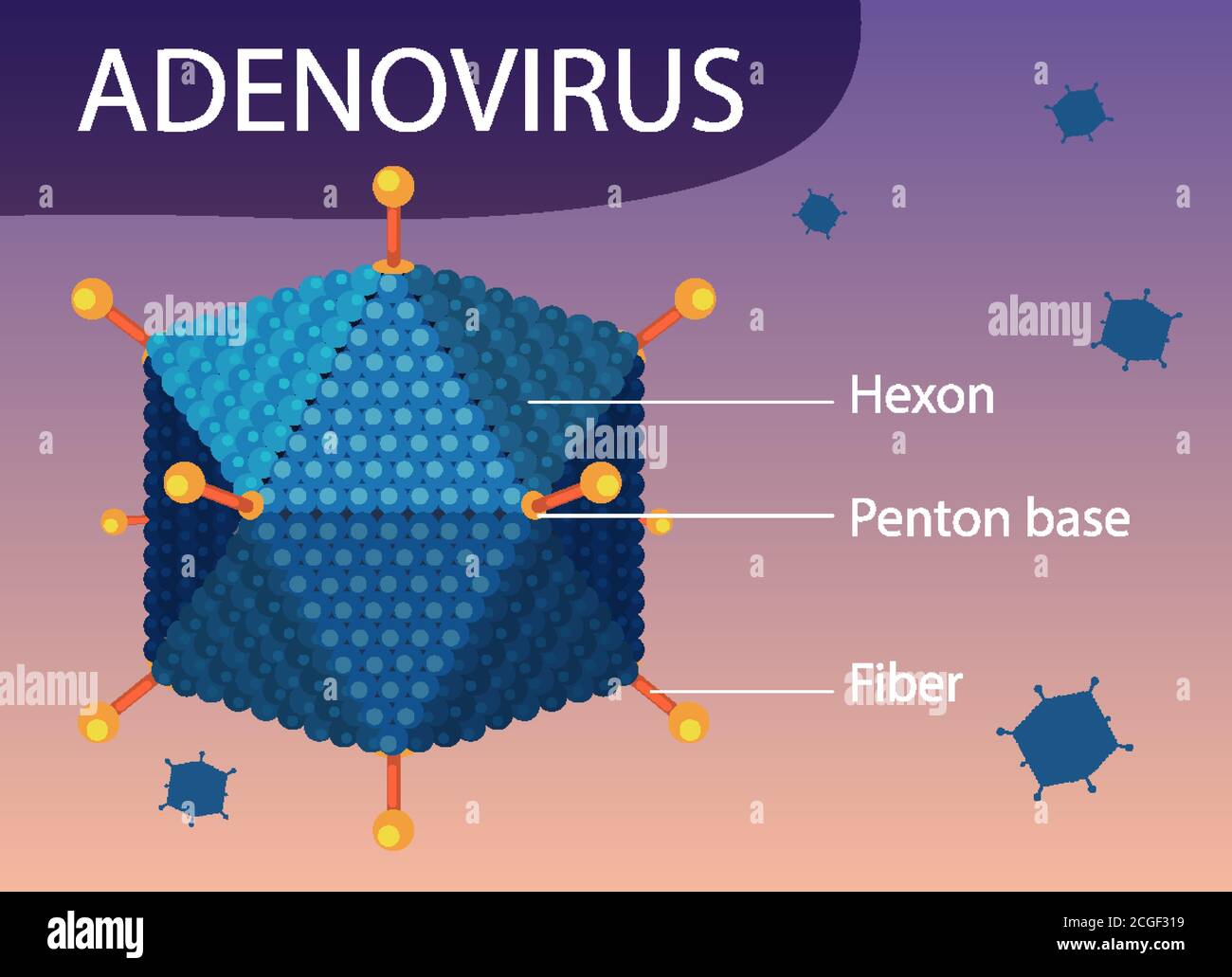 Schéma de structure de l'adénovirus sur l'illustration d'arrière-plan de l'icône du virus Illustration de Vecteur