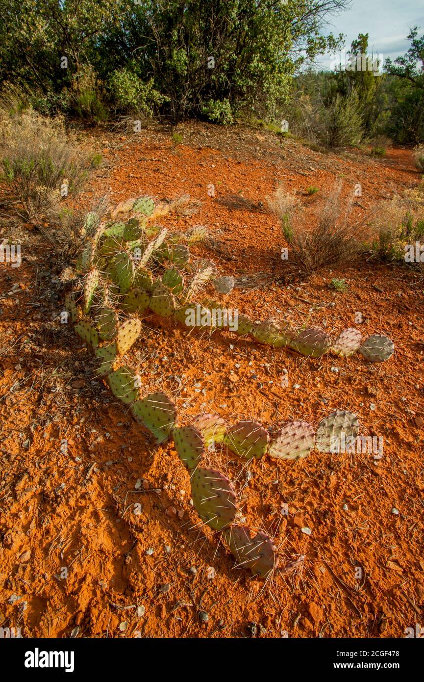 Un cactus piriforme qui rampent sur le sol après avoir basculée près de Sedona, Arizona, États-Unis. Banque D'Images