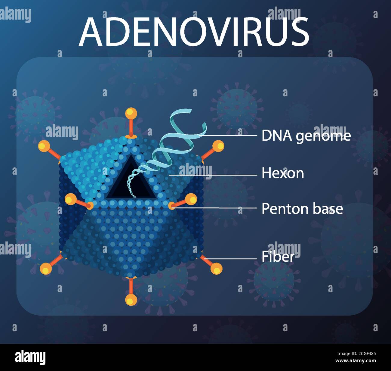 Schéma de structure de l'adénovirus sur l'illustration d'arrière-plan de l'icône du virus Illustration de Vecteur