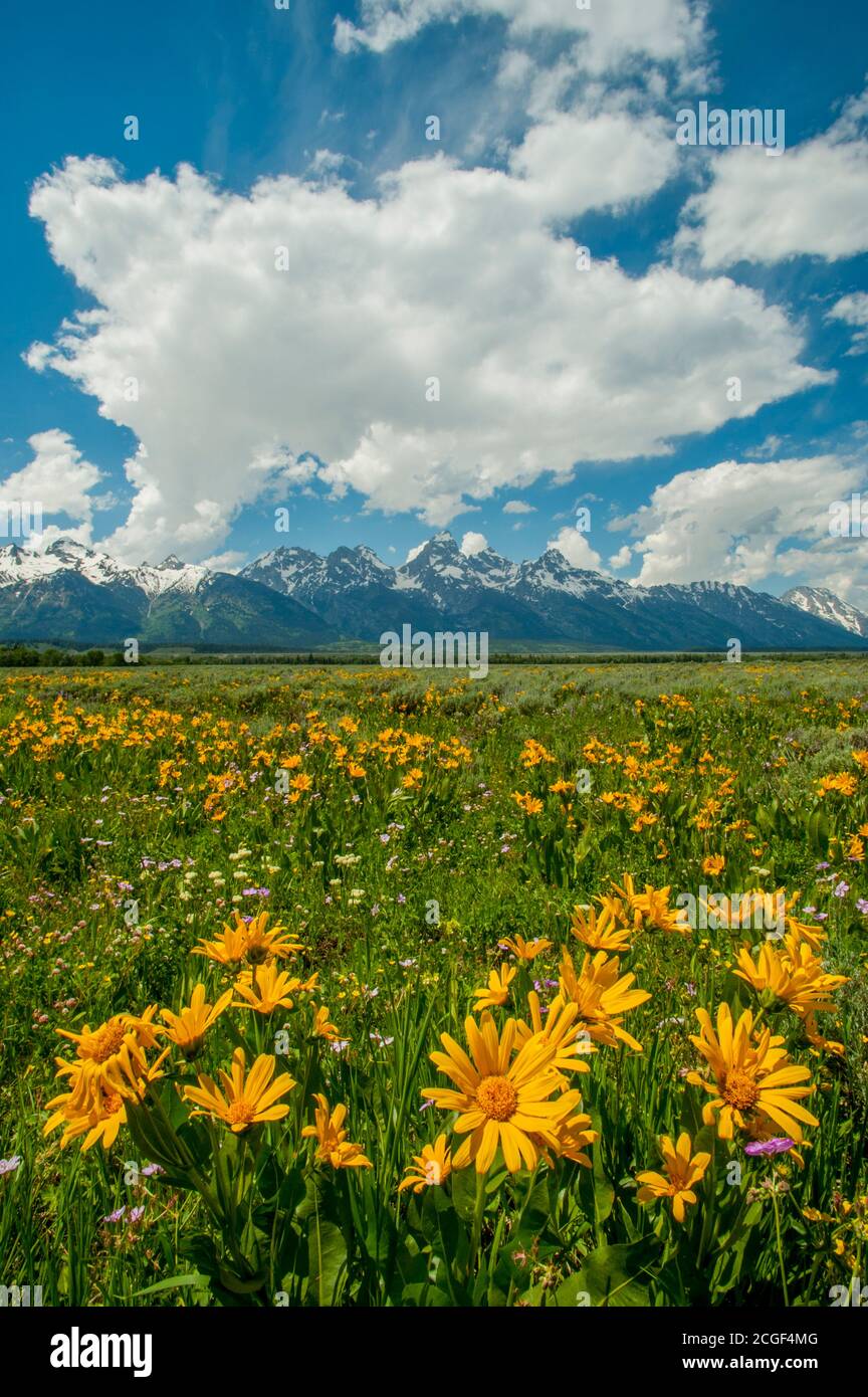 Paysage avec les montagnes du Grand Teton avec le balsamroot d'Arrowleaf (Balsamorhiza sagittata ) Et géranium fleurs sauvages au premier plan dans le Grand T. Banque D'Images