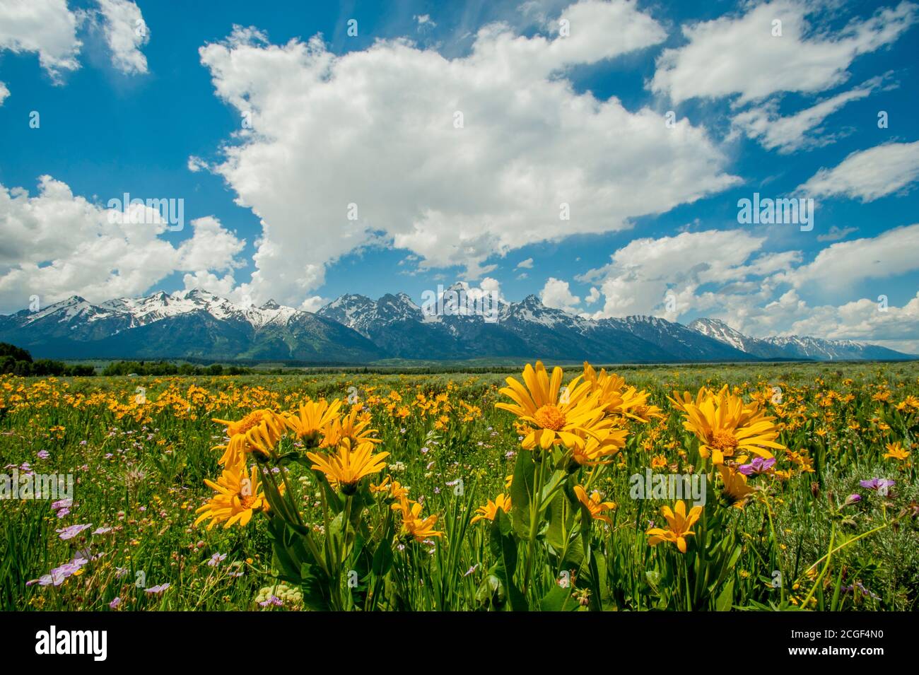 Paysage avec les montagnes du Grand Teton avec le balsamroot d'Arrowleaf (Balsamorhiza sagittata ) Et géranium fleurs sauvages au premier plan dans le Grand T. Banque D'Images