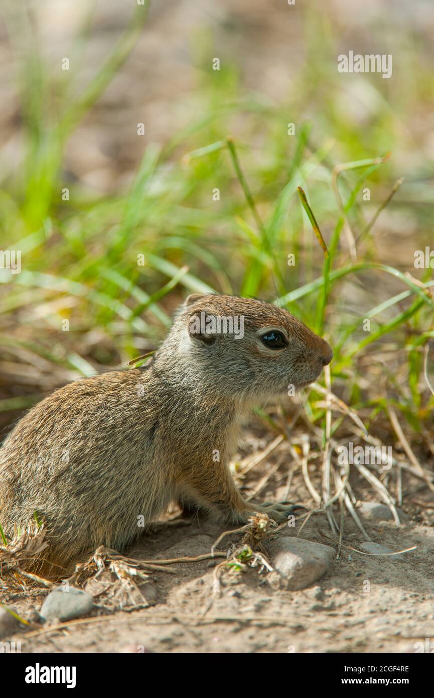 Un bébé écureuil d'Uinta (Spermophilus armatus) dans le parc national de Grand Teton, Wyoming, États-Unis. Banque D'Images