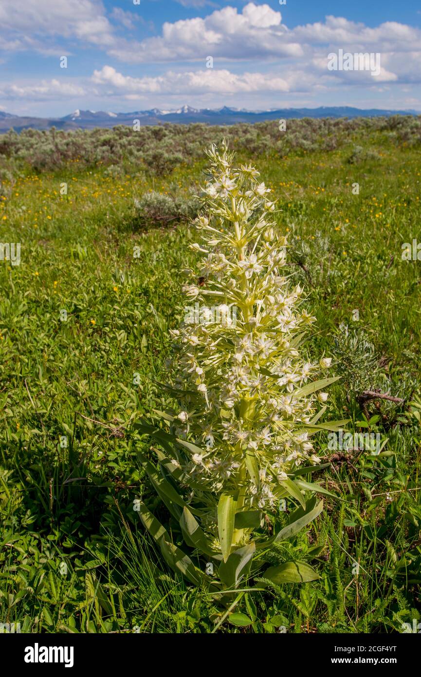 Gentian vert sauvage (Frasera speicosa) près du lac Yellowstone dans le parc national de Yellowstone dans le Wyoming, États-Unis. Banque D'Images