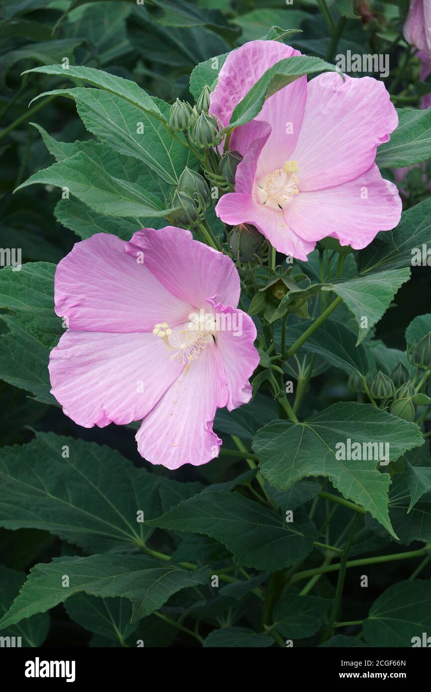 La malow rose (Hibiscus moscheutos). Appelé Swamp rose-Mallow, rosemple de Crimée et rosemple de l'est également Banque D'Images