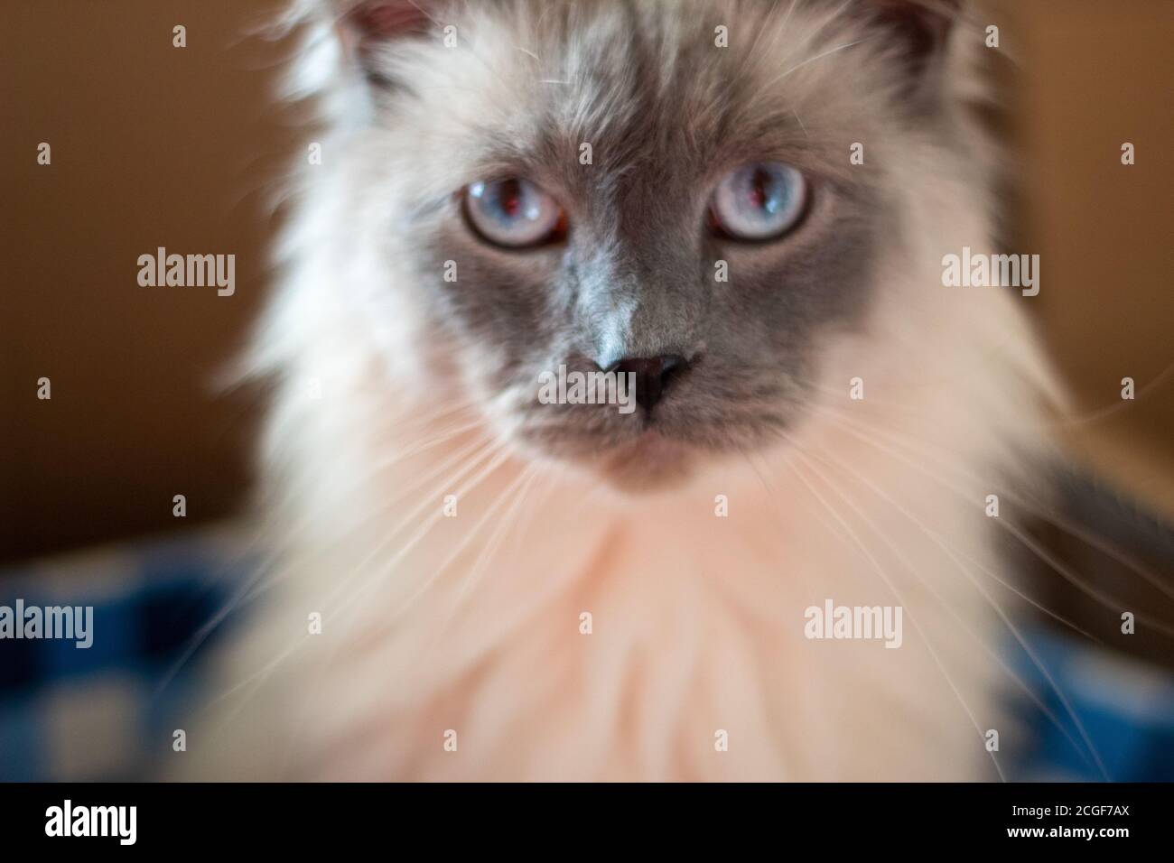 Gros plan d'un animal de compagnie. Banque D'Images