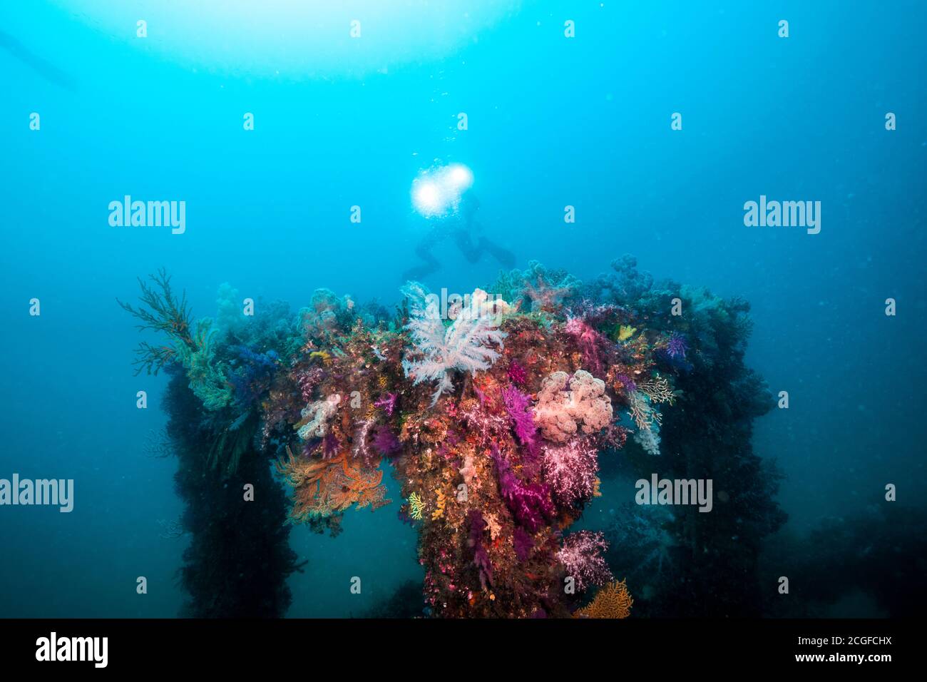 Beaucoup de coraux doux colorés couvrent le récif artificiel de poissons sur le fond de l'eau bleue. Et silhouettes de plongeurs. Banque D'Images