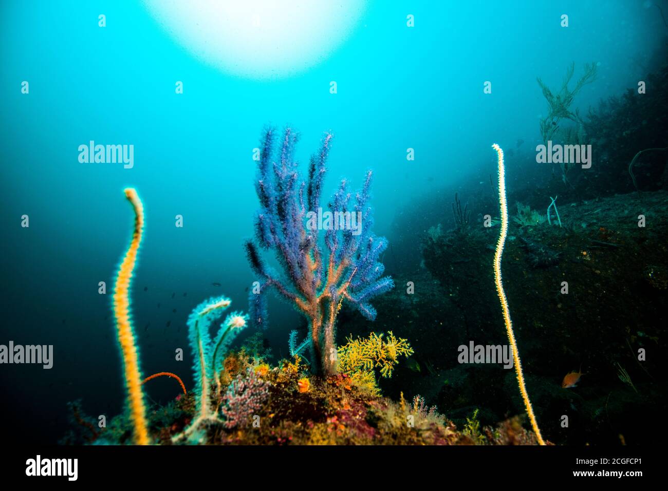 fouets de mer corals gorgonais contre le fond bleu eau Banque D'Images