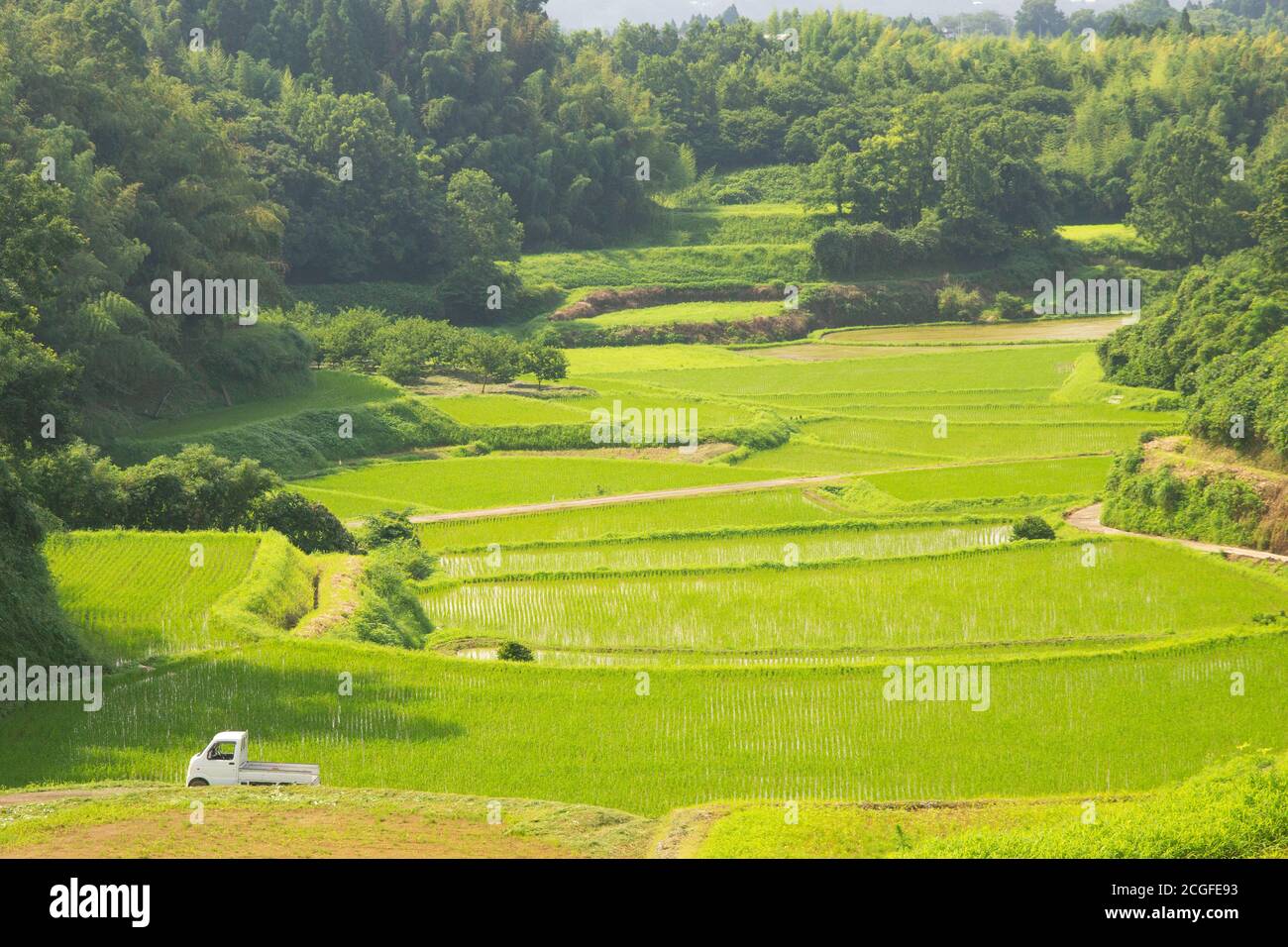 Camion léger à Rice Paddy Banque D'Images