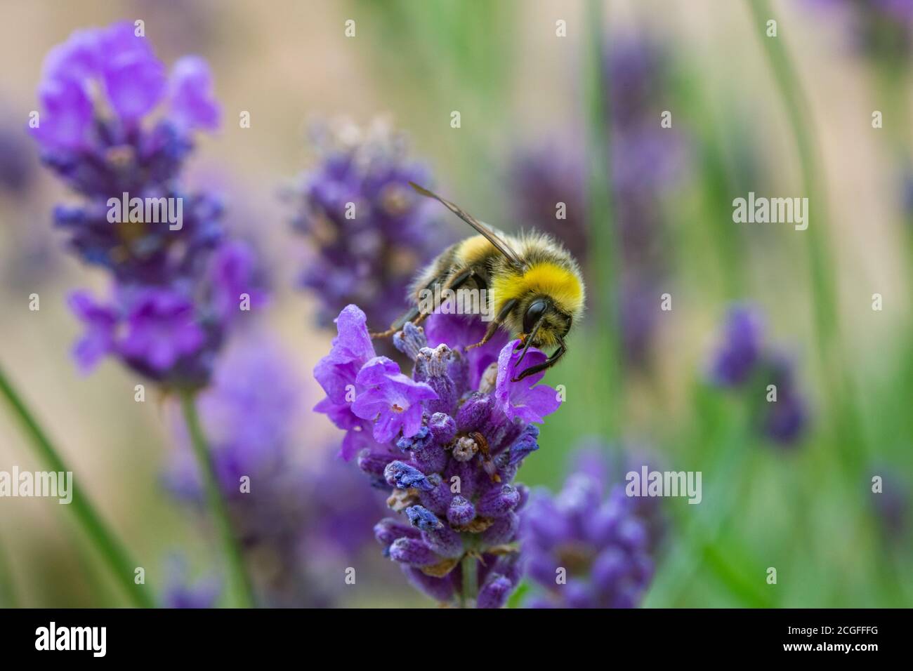 Abeille prise de pollen d'une plante Lavande dans un Jardin anglais Banque D'Images