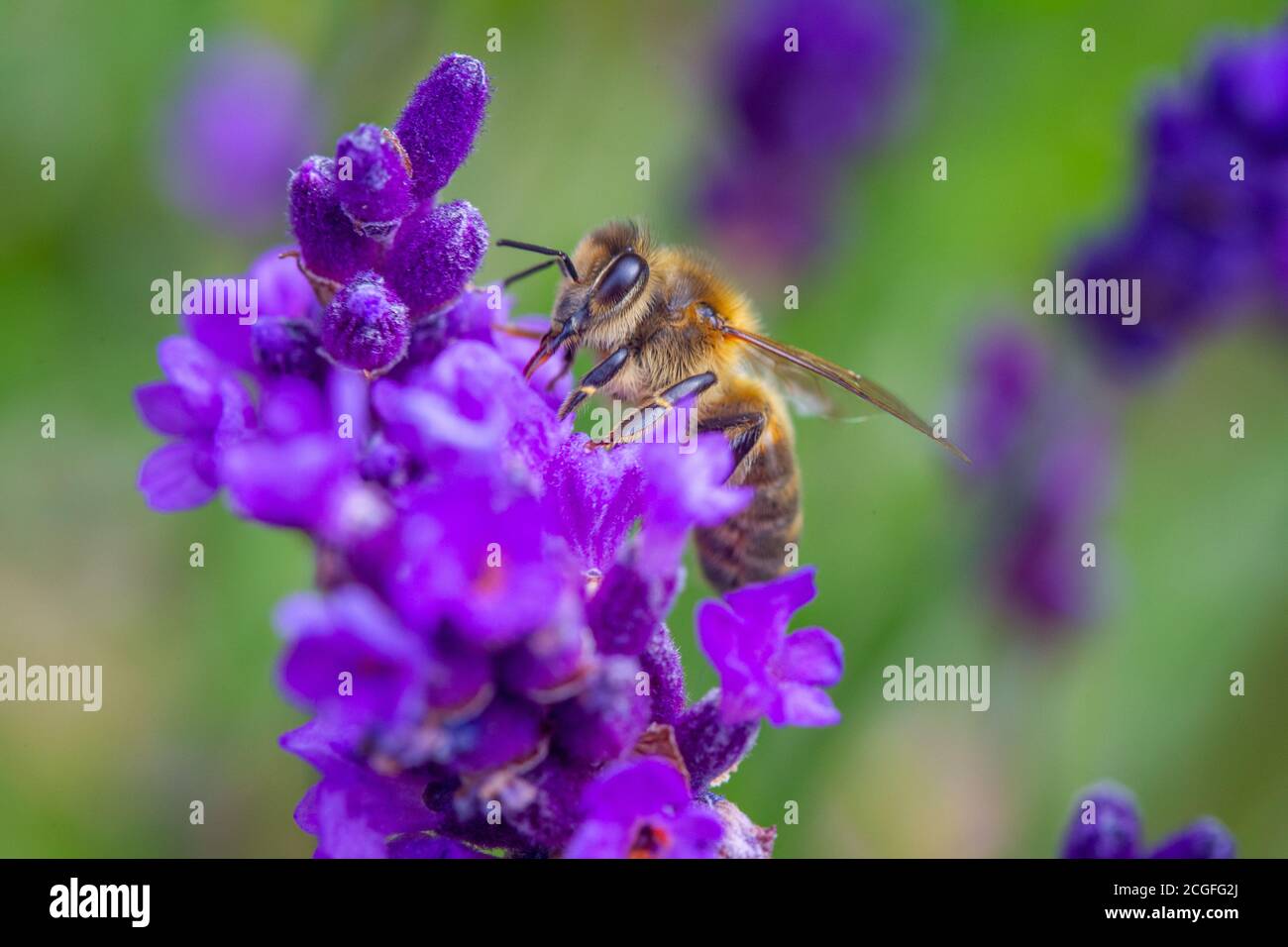 Abeille prise de pollen d'une plante Lavande dans un Jardin anglais Banque D'Images