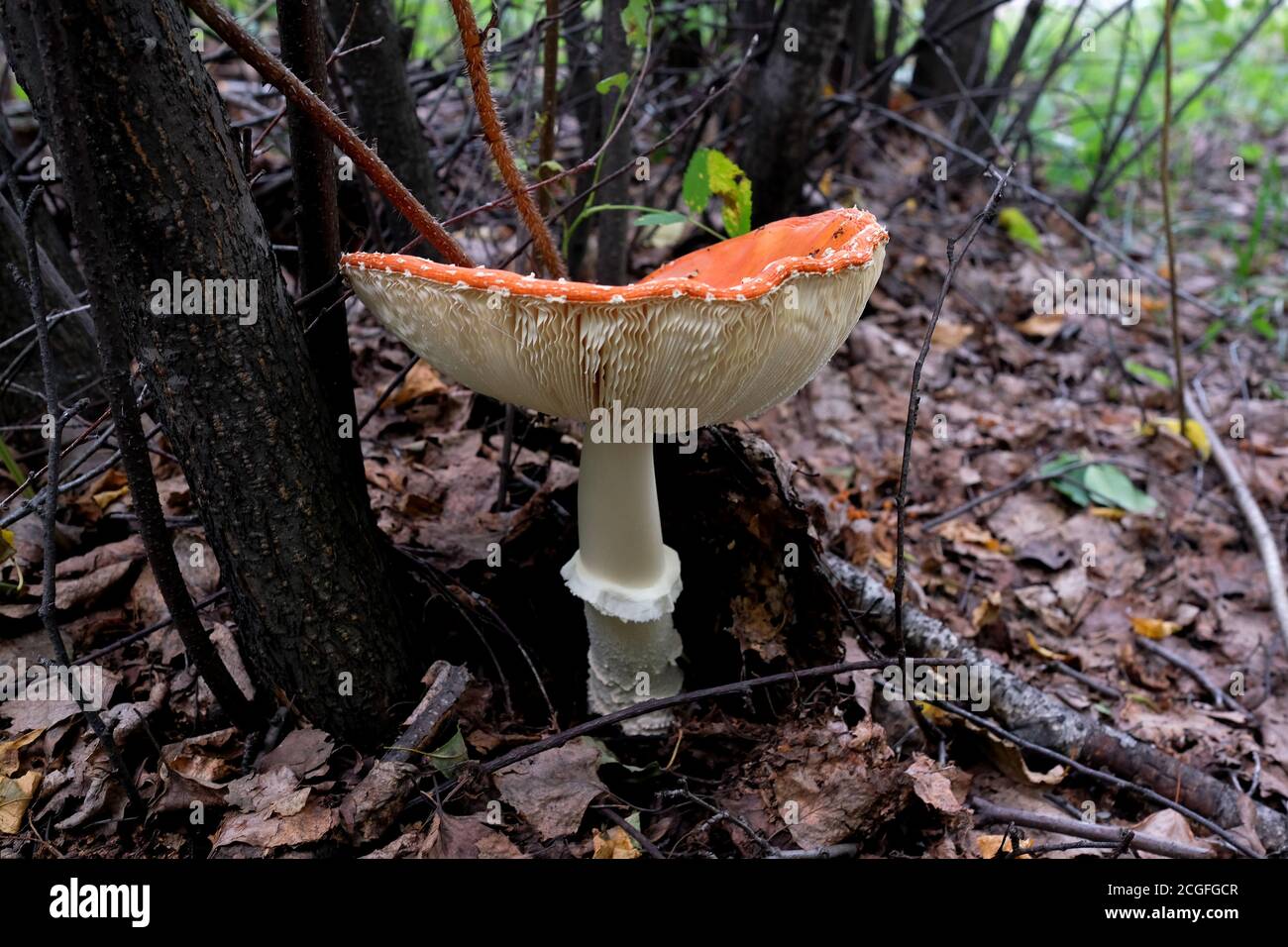 Une grande mouche agarique avec un chapeau orange. Champignon non comestible avec une jambe blanche dans la forêt. Banque D'Images