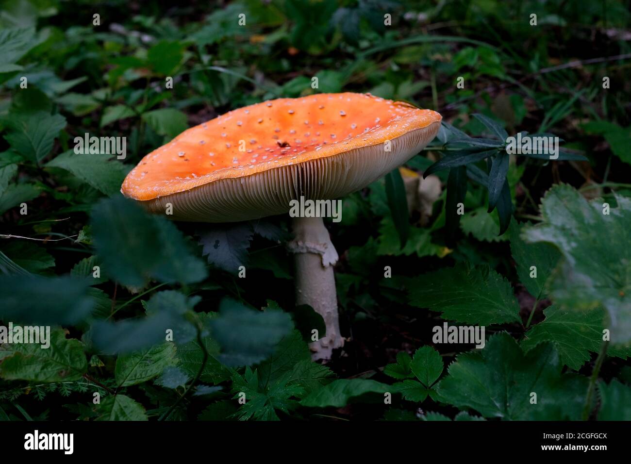 Champignon orange dans la forêt. Tabouret non comestible. Banque D'Images