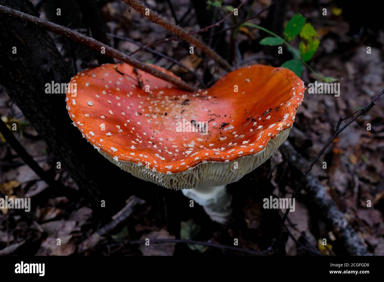 Une grande mouche agarique avec un chapeau orange. Un champignon non comestible pousse dans la forêt. Banque D'Images