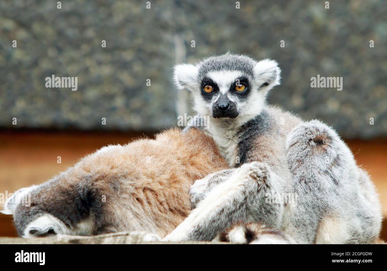 Lémuriens à queue longue regardant directement dans l'appareil photo Banque D'Images