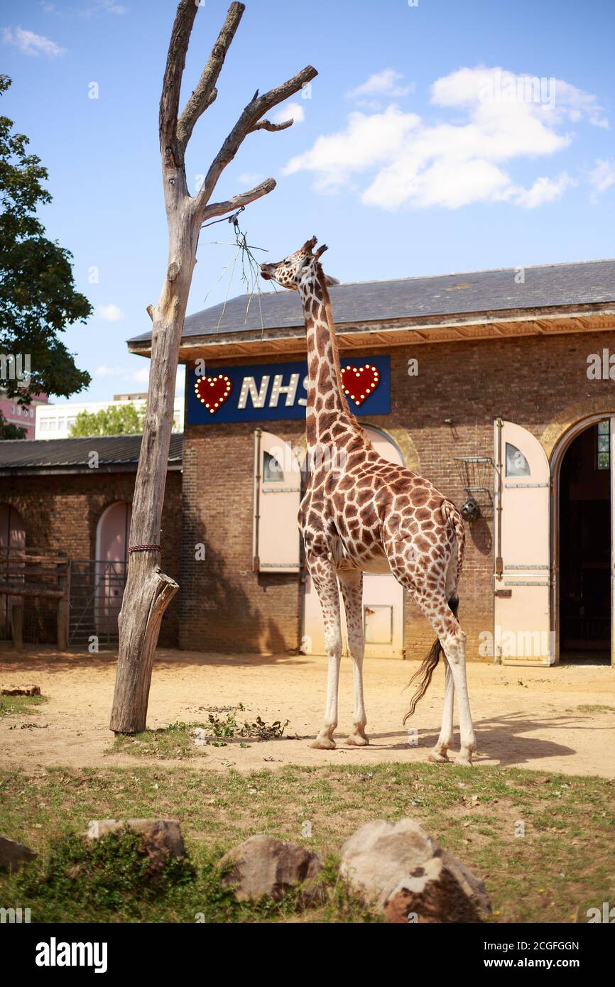 Giraffe House, zoo de Londres, Royaume-Uni, 2020. La maison de girafe a été décorée avec un signe que nous aimons le NHS, c'est pour remercier le NHS pendant Covid 19 Banque D'Images