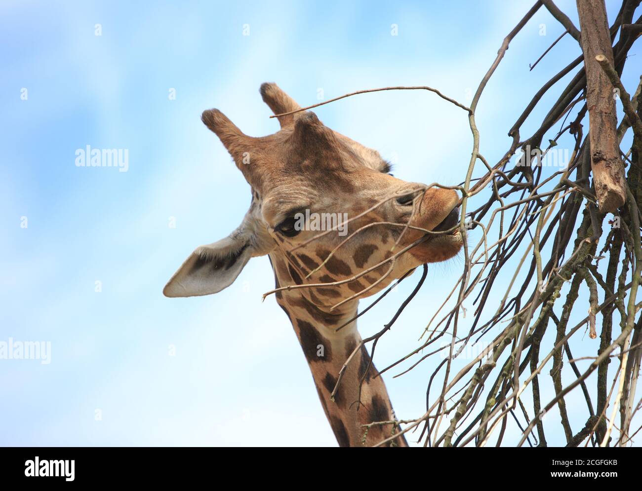 Girafe réticulée femelle (Giraffa reticulata) qui se trouve sur des branches sèches Banque D'Images
