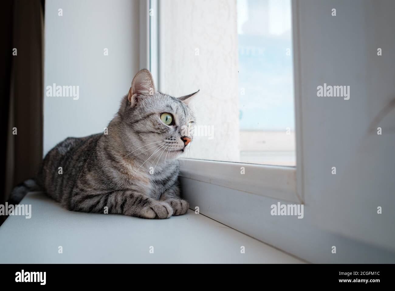 Beau chat gris est assis sur un rebord de fenêtre et regarde par la