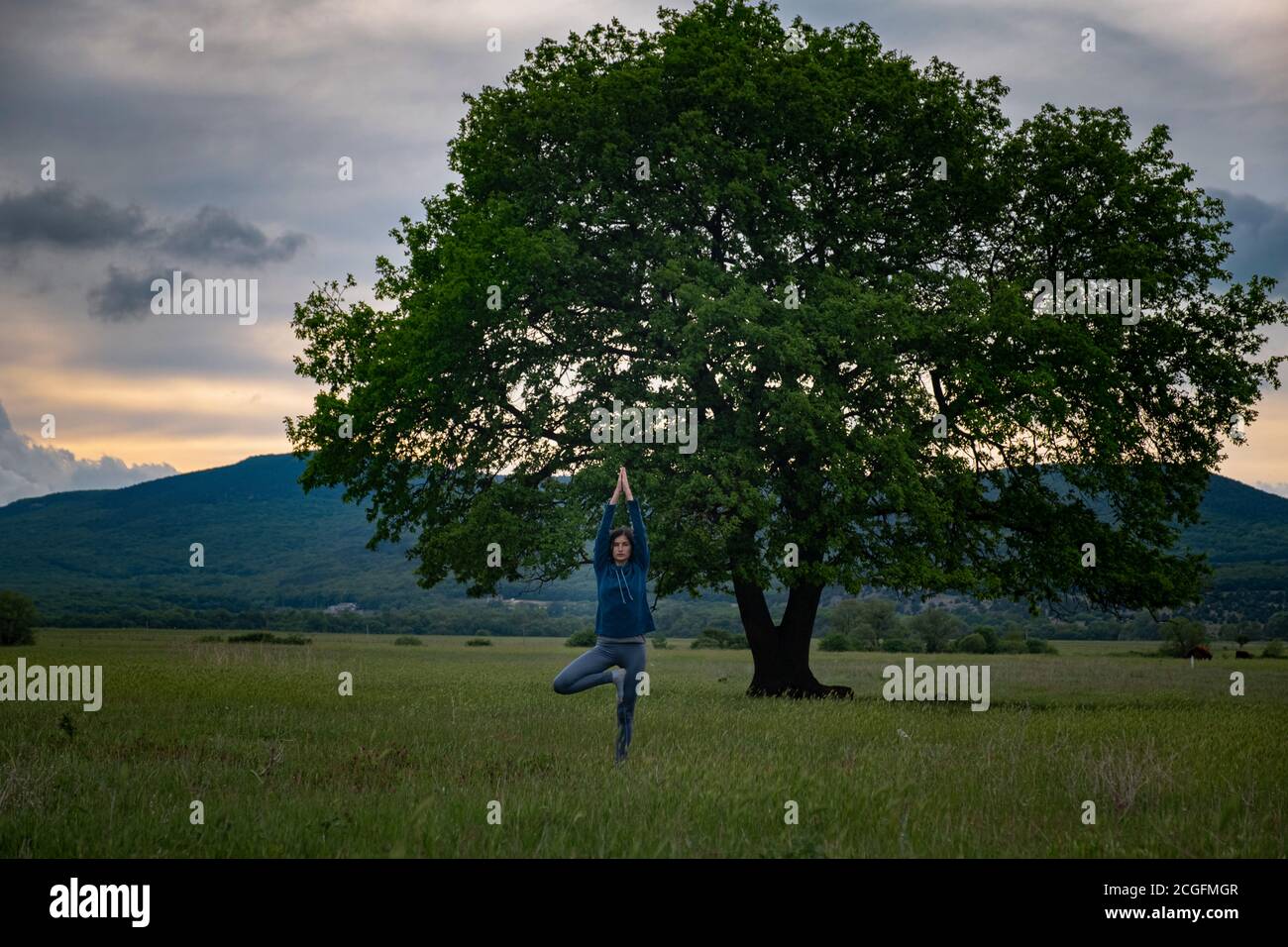 Une jeune femme faisant du Hatha yoga debout dans la pose d'arbre de yoga ou asana Vrikshasana tre poser près de l'arbre de chêne seul dans le champ au coucher du soleil. Sensibilité à la nat Banque D'Images