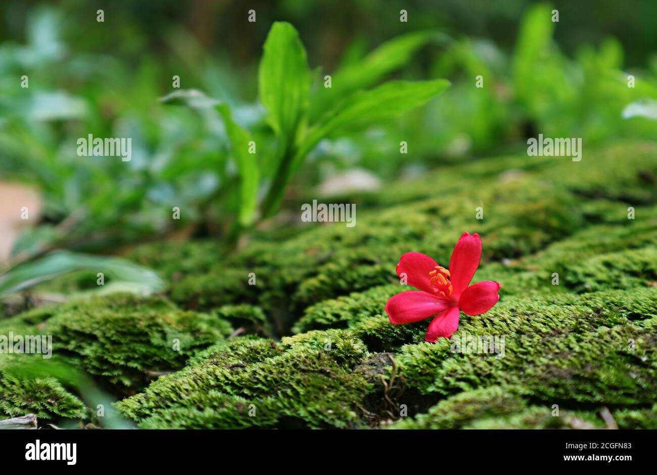 Gros plan Rose vif petite fleur de Jatropha tombant sur le vif Mousse verte Banque D'Images