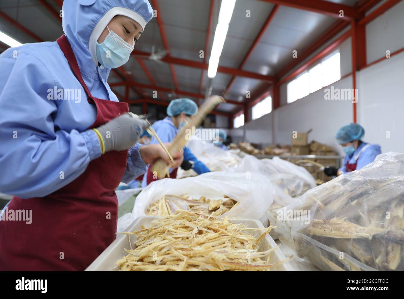 Dandong, province de Liaoning. 10 septembre 2020. Les travailleurs traitent le poisson dans une usine d'une entreprise alimentaire de Donggang City, dans le nord-est de la province de Liaoning, le 10 septembre 2020. Les entreprises produisant des produits du poisson à Donggang développent de nouveaux produits transformés et élargissent les canaux de commercialisation pour assurer leurs ventes. Credit: Yao JIANFENG/Xinhua/Alay Live News Banque D'Images