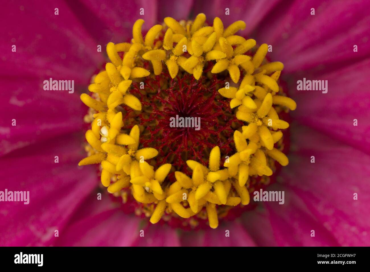 Macro Zinnia prise de vue . texture arrière-plan Banque D'Images