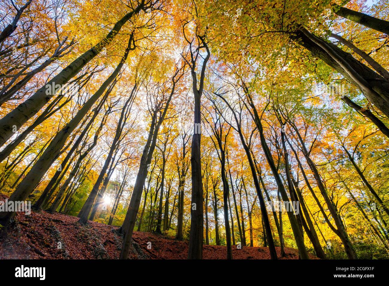 Le bon temps et la lumière du soleil met en lumière les couleurs d'automne dans les feuilles d'arbres sur la colline de Leckhampton, Cheltenham. Banque D'Images