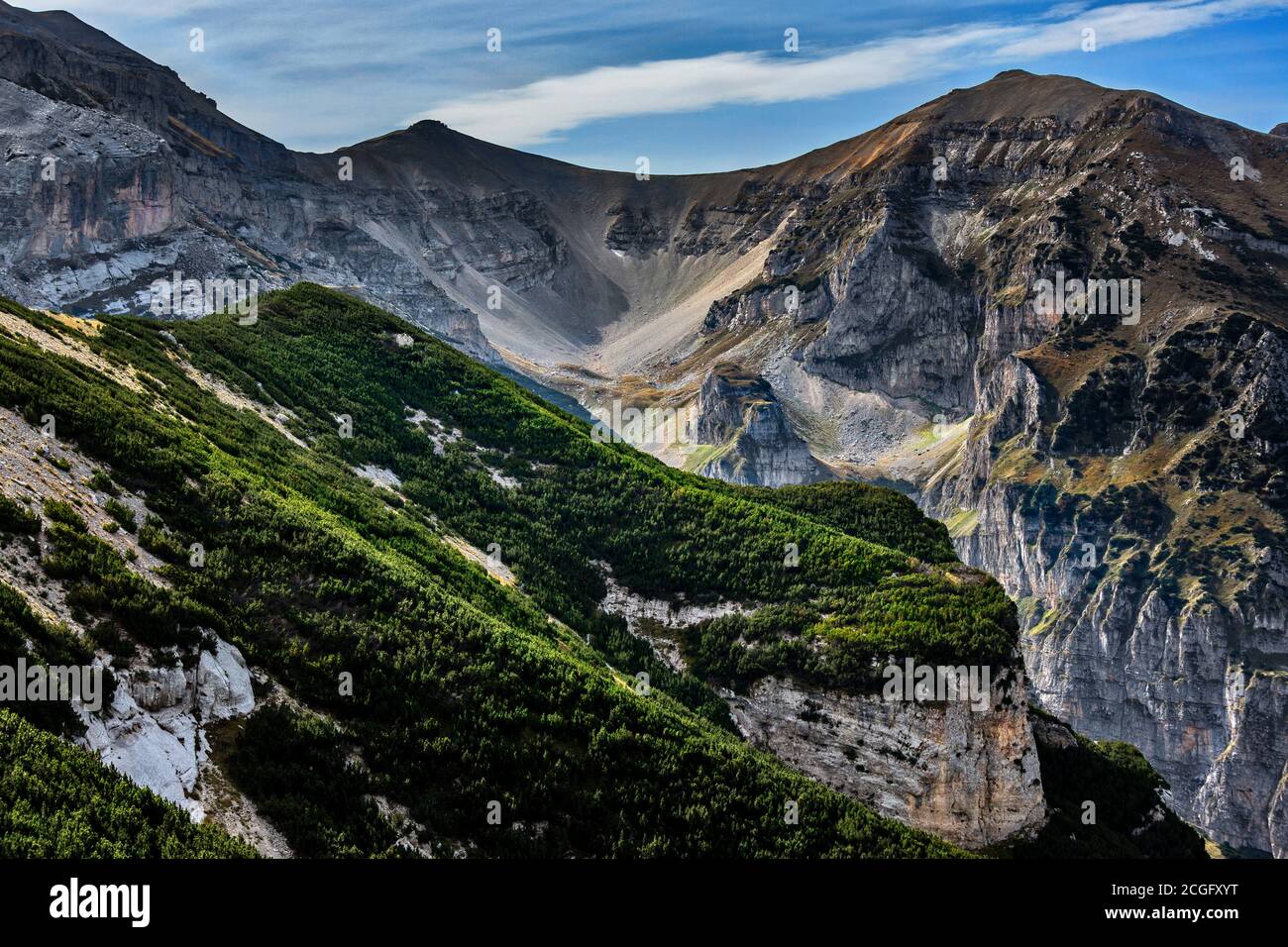 Pins de montagne au pied du mont Focalaone, parc national de Majella. Abruzzes, Italie, Europe Banque D'Images