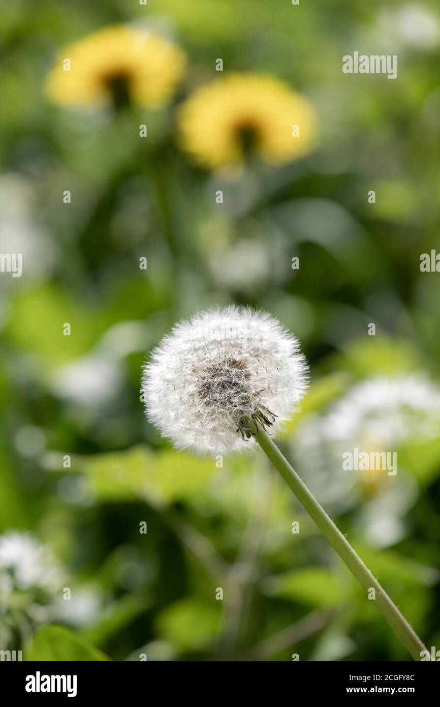 Les têtes de graines de pissenlit dans un champ éclairé par le soleil d'été. Banque D'Images