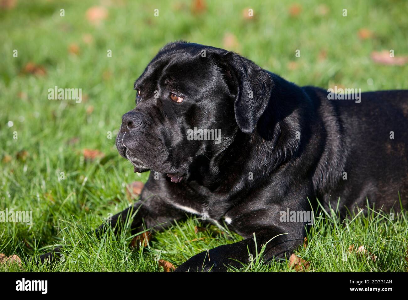 CANE CORSO, une race de chien d'ITALIE Banque D'Images