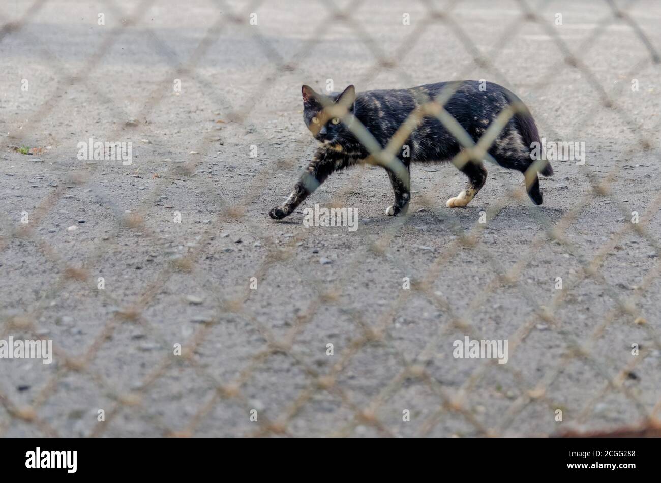 Gros plan d'un chat noir de shorthair debout derrière une clôture en treillis métallique et regardant la caméra. Concentrez-vous sur le chat noir à travers la grille Banque D'Images